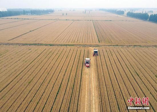 山東曲阜糧農(nóng)抓緊搶收小麥
