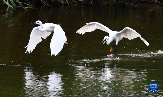 827ɽ|ʡеGґAl(f)־܊z