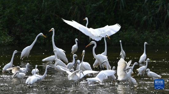 827ɽ|ʡеGґAl(f)־܊z