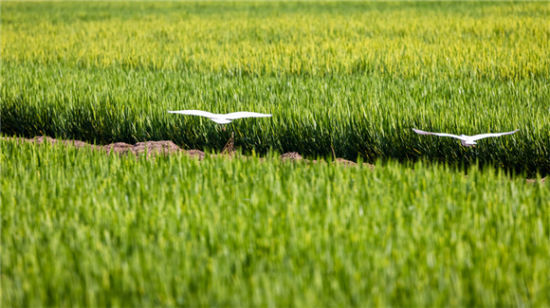 һȺȺw˝(j)Ϻɻ·ֵl嵾[Ғʳ