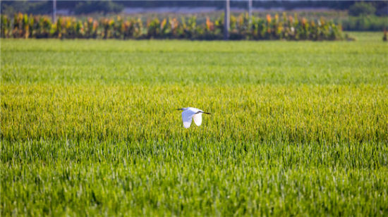 һȺȺw˝(j)Ϻɻ·ֵl嵾[Ғʳ