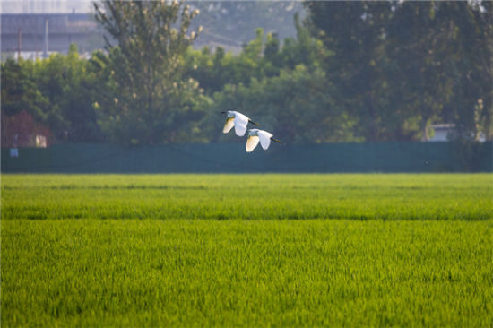 һȺȺw˝(j)Ϻɻ·ֵl嵾[Ғʳ