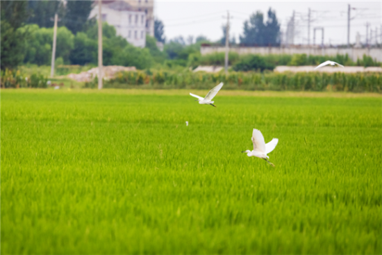 һȺȺw˝(j)Ϻɻ·ֵl嵾[Ғʳ