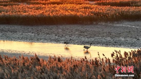 1017QSޝ؃(ni)ґҒʳ  z