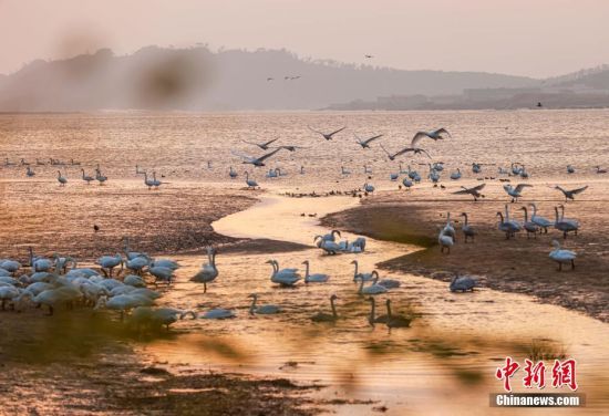 11��13�գ���ɽ�|ʡ�s���г�ɽ�(zh��n)���Z���������Ⱥ�Y(ji��)�(du��)�Ĵ����Z��ˮ����߮����(ch��ng)����^�� ���ž� �z