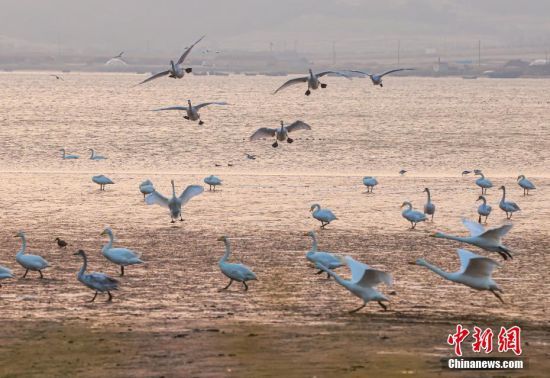 �B�Ձ����S������E���������Ĵ����Z�����������ȵ��w��ɽ�|�s�ɗ�ϢԽ���� ���ž� �z