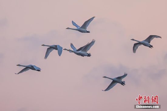 ����Ŀǰ�����Z���������5000��ֻ�����Z������ ���ž� �z