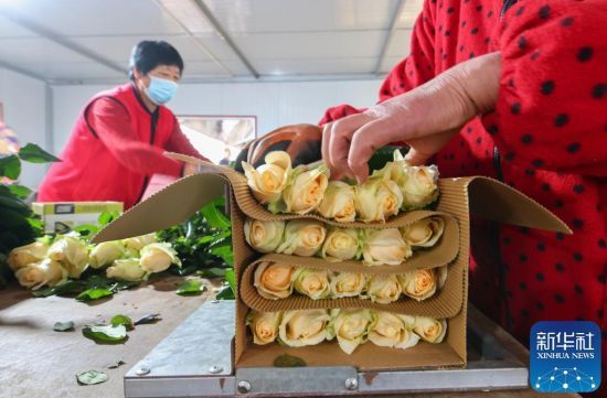 1123ɽ|ʡRmɽ^(q)ֵļҴõNֲأڰb܇g(ni)bժõ廨