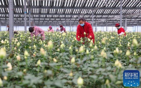 1123գɽ|ʡRmɽ^(q)ֵļҴõNֲõ(ni)M(jn)йo(h)