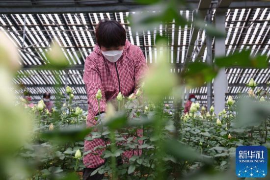 1123ɽ|ʡRmɽ^(q)ֵļҴõNֲأõ(ni)M(jn)йo(h)