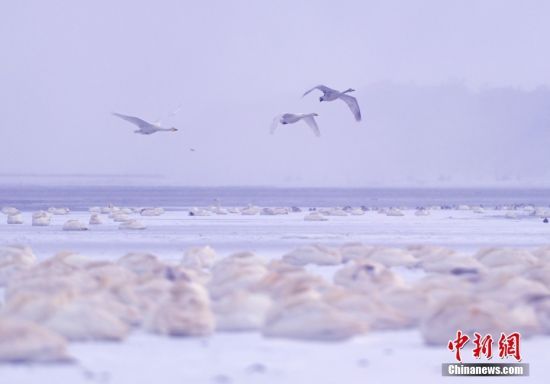 124ɽ|ʡsӭ(ji)׈(chng)O⣬ؽѩZڇ(gu)Ҽ(j)Ȼo(h)^(q)ZϱѩЗϢ߮w l(f) ־Y z