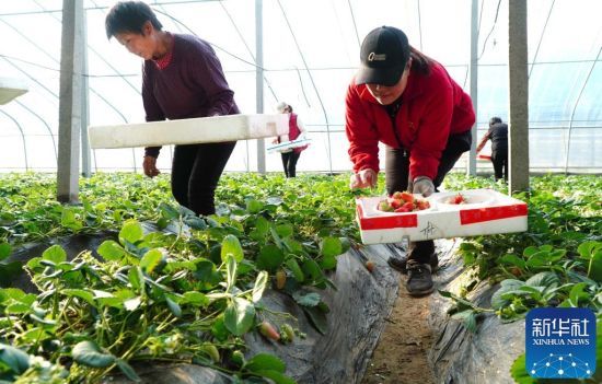 216ɽ|ʡ|ƽho}񌢲ժĲݮMзQءAӛ L z