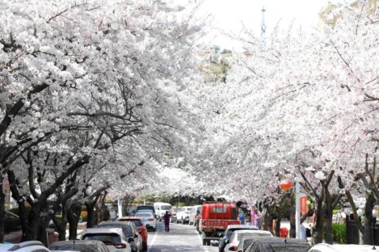 青島市李滄區(qū):櫻花節(jié)啟幕 民眾徜徉花海