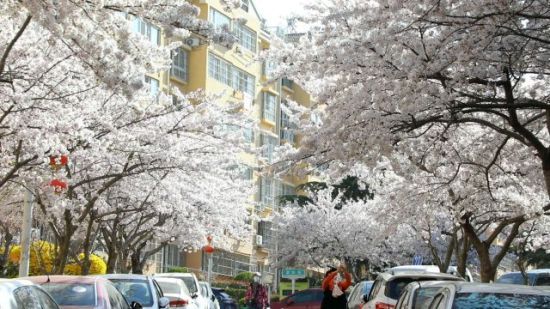 青島市李滄區(qū):櫻花節(jié)啟幕 民眾徜徉花海