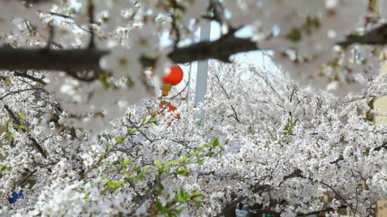 青島市李滄區(qū):櫻花節(jié)啟幕 民眾徜徉花海
