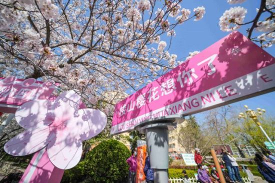 青島市李滄區(qū):櫻花節(jié)啟幕 民眾徜徉花海