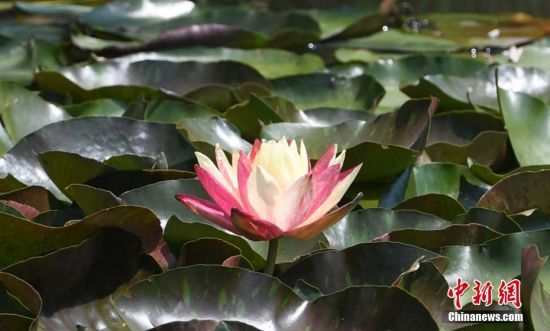 529㽭侹ųzַ@̎ˮpɫ˯ɏ`G֮B(ti)