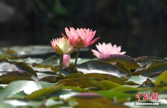 529գ㽭侹ųzַ@̎ˮpɫ˯ɏ`G֮B(ti)ա