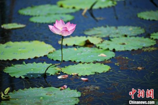 ʢ_ĺɻʬF(xin)ļȺ z