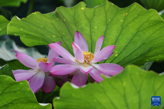 79ƺҝع@(ni)ɻʢ_(o˙CƬ)