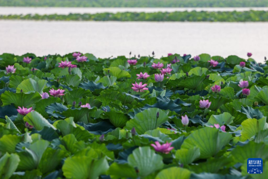 79գƺҝع@(ni)ɻʢ_(o˙CƬ)