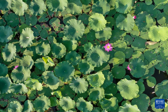 79գƺҝع@(ni)ɻʢ_(o˙CƬ)