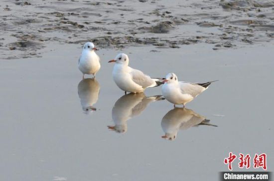 1117ֻttˮ旫Ϣr(ji)λuгꖅ^(q)ĞIӭȺttG^nȺBҒʳϢ(zhn)ԽI z