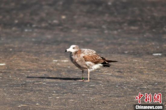 1117һֻuɭҰ@ŚwĺβtBF(xin)Or(ji)λuгꖅ^(q)ĞIӭȺttG^nȺBҒʳϢ(zhn)ԽI z