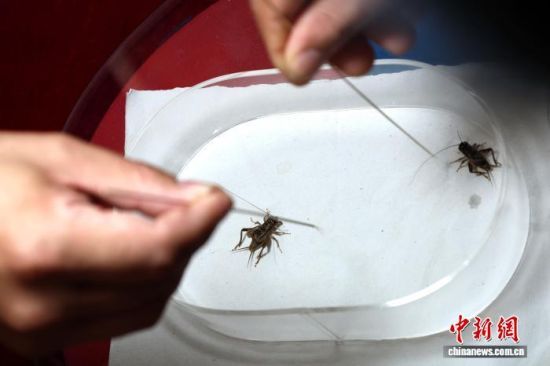 101ɽ|ʮȫ(gu)Ո(qng)ِ]Ļ(li)Ϻӱɽ|ȵص12֧(du)酢c(zhng)ԡx(chng)硱DِF(xin)(chng) z