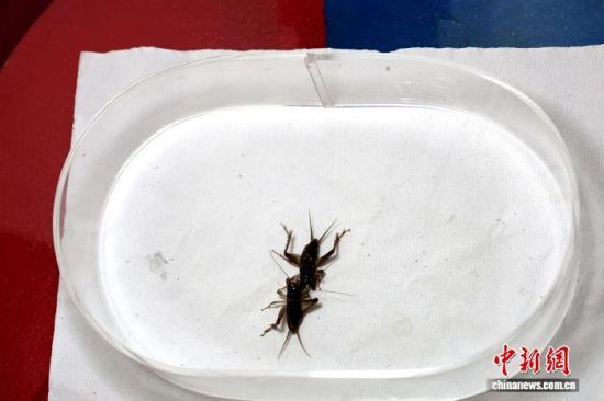 101գɽ|ʮȫ(gu)Ո(qng)ِ]Ļ(li)Ϻ򡢺ӱɽ|ȵص12֧(du)酢c(zhng)ԡx(chng)硱DِF(xin)(chng) z