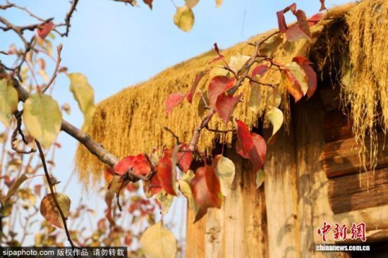 գλڞIſhꖽֵȵİ@^˪ϴY~ӳʬFtɫꖹӳrɫԊ箋D/Sipaphoto