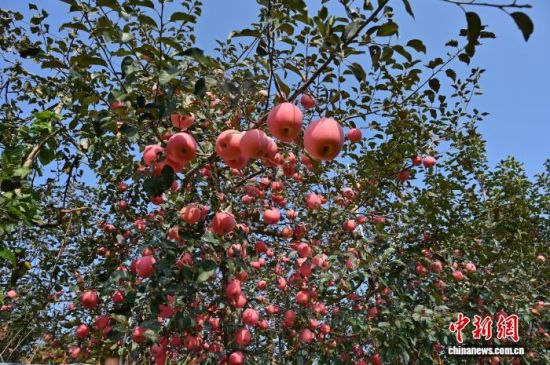 1029ЇO֮ɽ|_ϼеĹ@tͮͮOYM֦^r(nng)æժ֒b\O10ѮԁЇOa(chn)^(q)_ϼӭһ۵ĲռOm(x)M(jn)ĿǰϼOe_(d)100fN60Һ͵؅^(q)J z