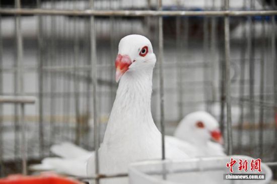 ʝ۲ǿhR(zhn)СʹB(yng)ֳ(ni)һֻֻӾ񶶔\۲ǿhίD