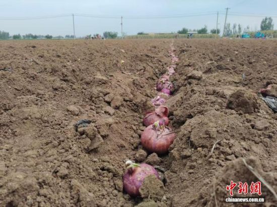 ڌꖽ(jng)_l(f)^(q)ʯ[ƷNr(nng)[ƷNN򡣌ꖿhίD