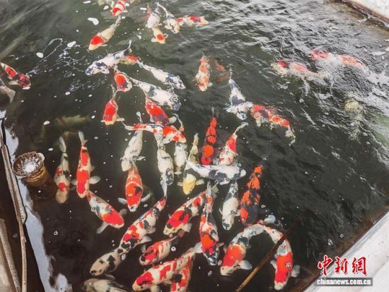 һɽ´tcl(f)չ\B(yng)ֳźrB(yng)\I(y)vO z